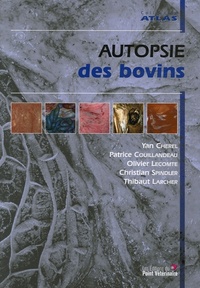 Image de AUTOPSIE DES BOVINS