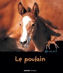 Image de Le poulain