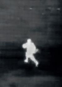 Image de Two donkeys in a war zone