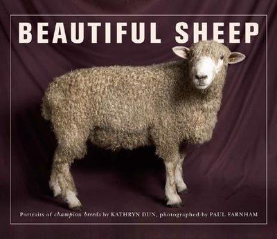 Picture of Beautiful Sheep /anglais