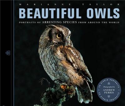 Picture of Beautiful Owls /anglais