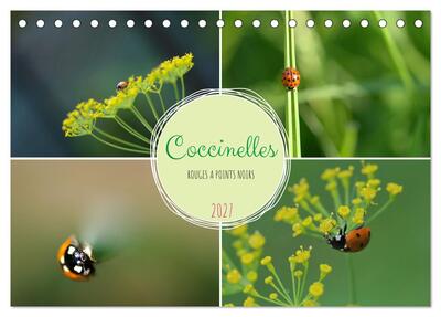 Image de Coccinelles rouges à points noirs (Calendrier de bureau 2027 DIN A5 vertical), CALVENDO calendrier mensuel