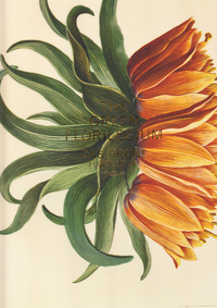 Picture of The Green Florilegium /anglais