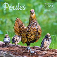 Image de Calendrier poules 2023