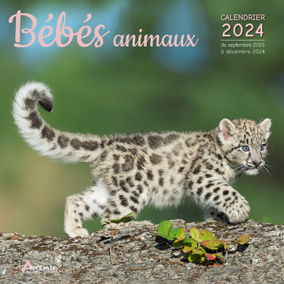 Picture of Calendrier Bébés animaux 2024