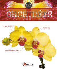 Image de Orchidées