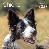 Picture of Calendrier Chiens 2027