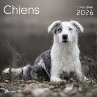 Picture of Calendrier chiens 2026