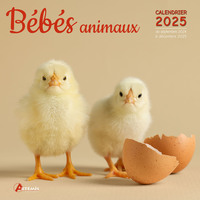 Picture of Calendrier Bébés animaux 2025
