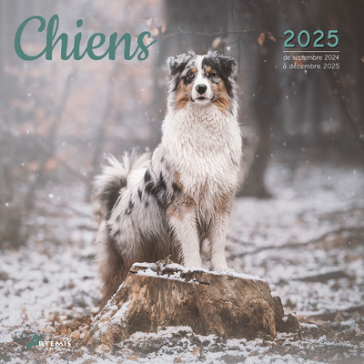 Picture of Calendrier Chiens 2025