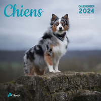 Picture of Calendrier Chiens 2024
