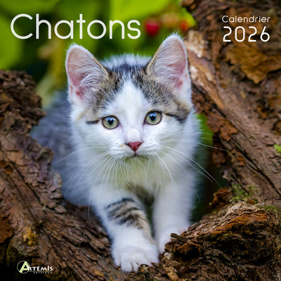 Picture of Calendrier chatons 2026