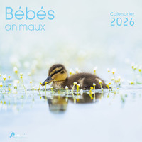 Picture of Calendrier bébés animaux 2026