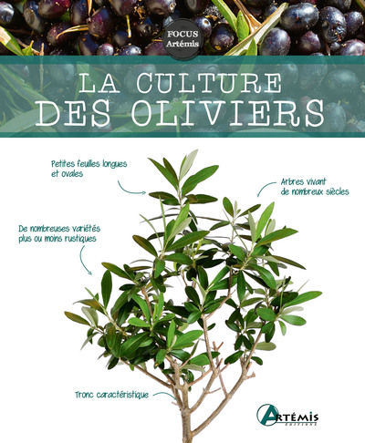 Image de La culture des oliviers