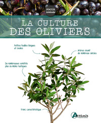 Image de La culture des oliviers