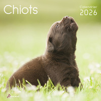 Picture of Calendrier chiots 2026