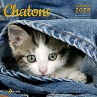Picture of Calendrier Chatons 2025