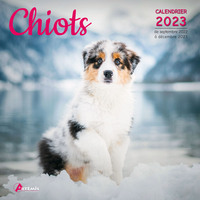 Image de Calendrier chiots 2023