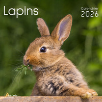 Picture of Calendrier lapins 2026