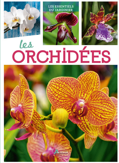 Image de Orchidées