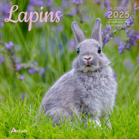 Picture of Calendrier Lapins 2025