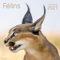 Picture of Calendrier Félins 2027
