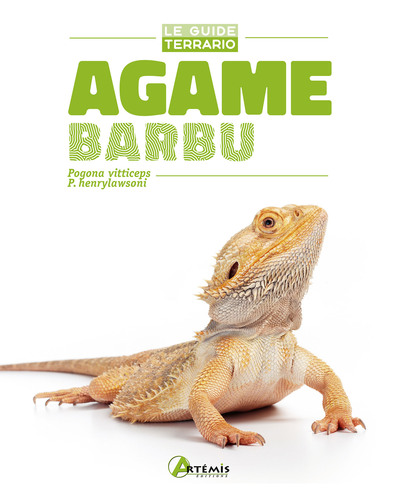 Picture of Agame barbu