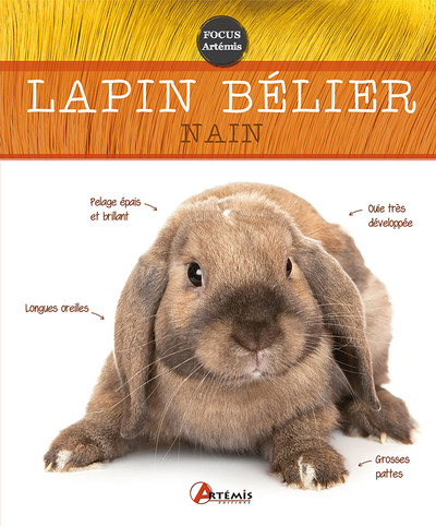 Picture of Lapin bélier nain