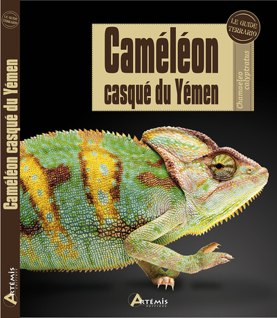 Image de Caméléon casqué du Yémen