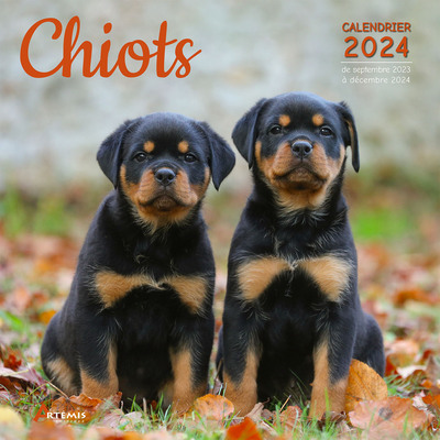 Picture of Calendrier Chiots 2024