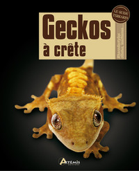 Picture of Geckos à crête