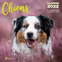 Picture of Calendrier Chiens 2022