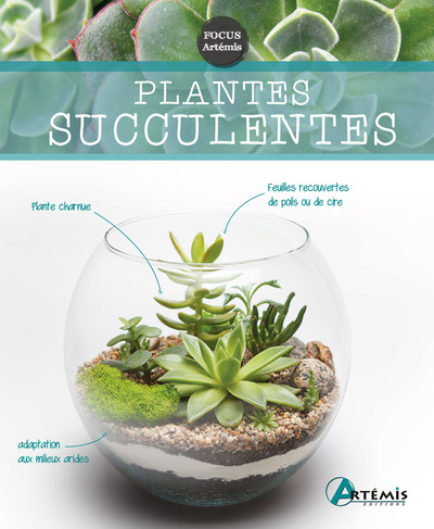 Image de Plantes succulentes