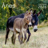 Picture of Calendrier ânes 2026