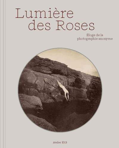 Image de Lumière des roses