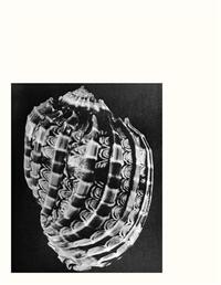 Picture of Carly Steinbrunn A Matter of Chance /anglais