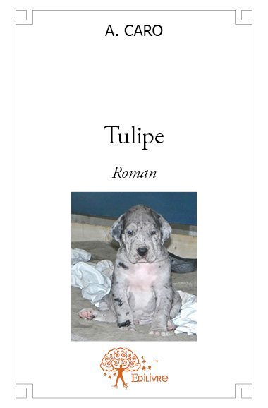 Image de Tulipe