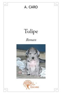 Image de Tulipe