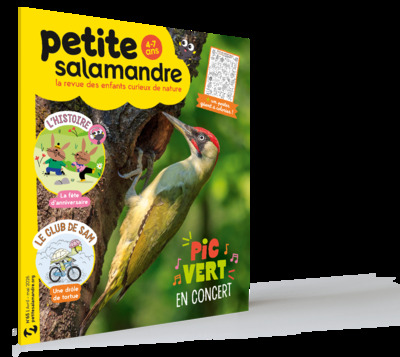 Picture of Petite salamandre n°65