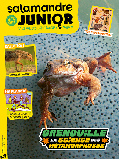 Picture of Revue salamandre junior n°164