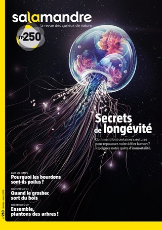 Picture of N°250 La salamandre