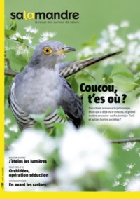 Picture of N°251 La salamandre