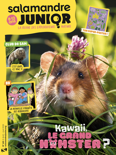 Picture of Salamandre junior n°165