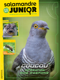 Picture of N°123 La salamandre junior