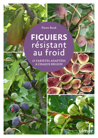 Image de Figuiers résistant au froid - 45 variétés adaptées à chaque région