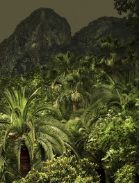 Image de Jungles