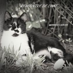Image de Rencontre de chat