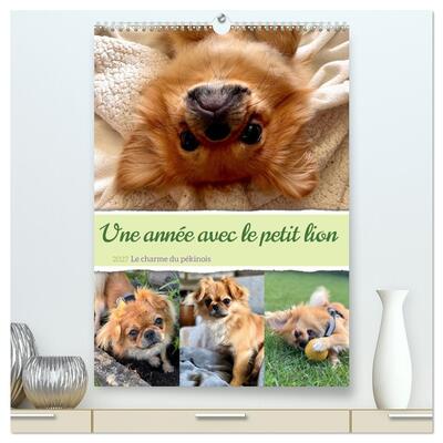 Image de Une année avec le petit lion - Le charme du pékinois (Calendrier mural haut de gamme 2027 DIN A2 horizontal), CALVENDO calendrier mensuel