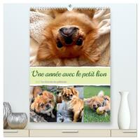 Image de Une année avec le petit lion - Le charme du pékinois (Calendrier mural haut de gamme 2027 DIN A2 horizontal), CALVENDO calendrier mensuel
