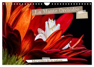 Picture of La Mante Orchidée (Calendrier mural 2027 DIN A4 vertical), CALVENDO calendrier mensuel